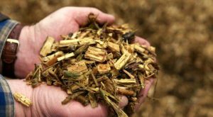 Biomass Wood Chips